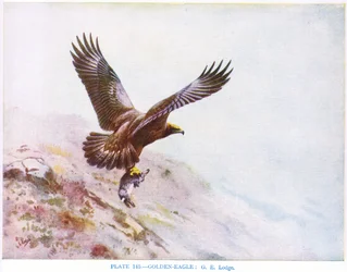Águila real, ilustración de "British Birds" de Kirkman  Jourdain
