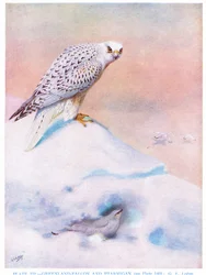 Halcón de Groenlandia y perdiz nival, ilustración de "British Birds" de Kirkman  Jourdain
