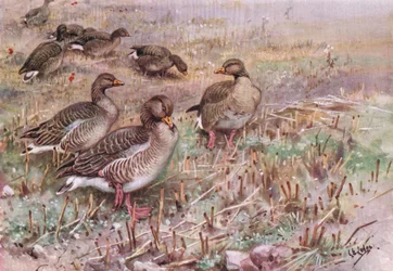 Gansos Lag grises (litografía)