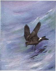 Petrel de cola bifurcada de Leach (litho)