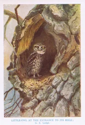 Mochuelo en el nido, ilustración de "British Birds" de Kirkman  Jourdain