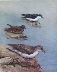 Pardela chica de Madeira, petrel de Bulwer, pardela cenicienta o atlántica (litho)