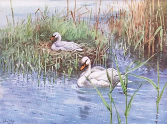 Cisne vulgar (litografía)