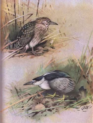 Garza nocturna (litografía)