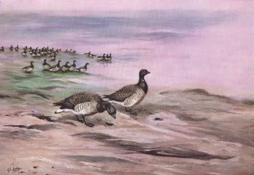 Ánsar común pálido (litografía)