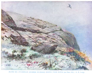 La perdiz se esconde del halcón, ilustración de "British Birds" de Kirkman  Jourdain