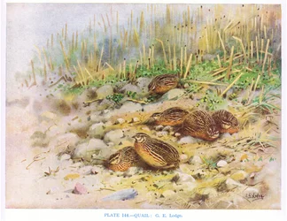 Codornices, ilustración de "British Birds" de Kirkman  Jourdain