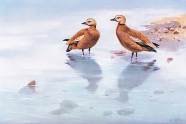 Ruddy Sheld Ducks (litho)