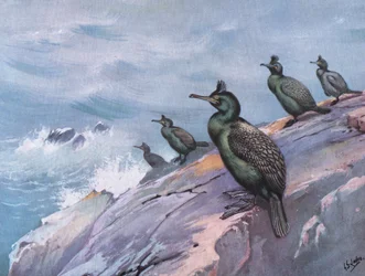 Cormorán moñudo o cormorán verde
