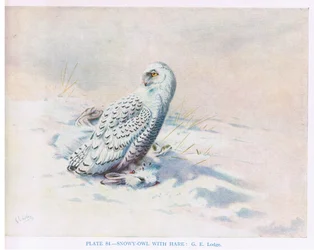 Búho nival con liebre, ilustración de "British Birds" de Kirkman  Jourdain
