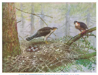 Gavilán, ilustración de "British Birds" de Kirkman  Jourdain