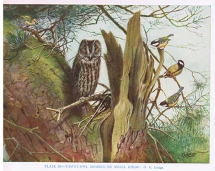 Cárabo acosado por pájaros pequeños, ilustración de "British Birds" de Kirkman  Jourdain