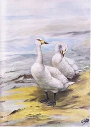Cisne cantor (litografía)