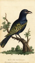 Estornino pinto africano, especie Lamprotornis. ,1800 (grabado)