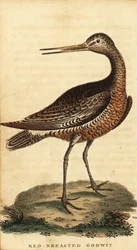 Aguja colipinta, Limosa lapponica.,1800 (grabado)