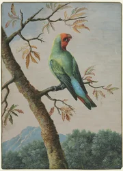 Estudio de aves