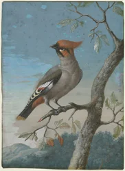 Estudio de aves: Ave de cera de Bohemia