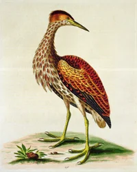 Avetoro de la Bahía de Hudson, 1748