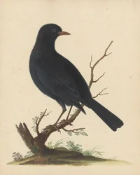 [Pájaro negro]