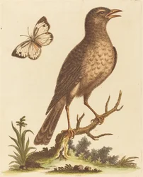 Pájaro marrón con una mariposa