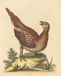 Pájaro marrón moteado