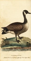 Ganso de Canadá, Branta canadensis.,1800 (grabado)