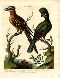 Especies de cuco