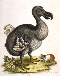 Dodo y conejillo de indias