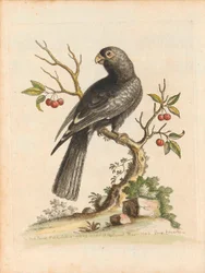 George Edwards, Pájaros I Singapur Placa 5