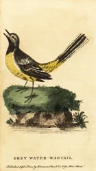 Lavandera gris, Motacilla cinerea. ,1800 (grabado)