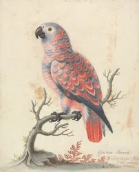 Loro de Guinea