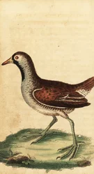 Sora, Porzana carolina. ,1800 (grabado)