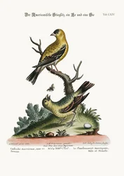 El jilguero americano, macho y hembra, 1749-73