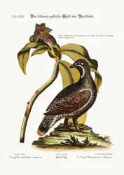 El gallo lira negro y moteado, 1749-73