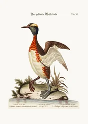 El zampullín orejudo, 1749-73