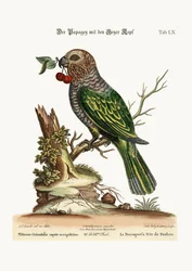 El loro de cabeza de halcón, 1749-73