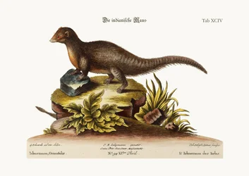 El ichneumon indio