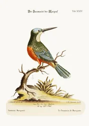 El Jacamaciri de Marcgrave, 1749-73