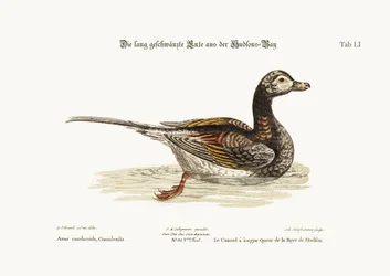 El pato havelda de la bahía de Hudson, 1749-73