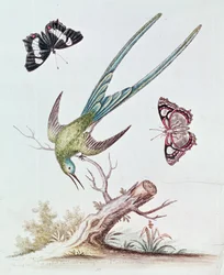 El colibrí de cola larga, 1742