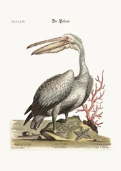El Pelícano, 1749-73
