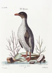 El Pingüino, 1770