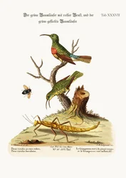 El Trepador Verde Pechirojo y el Trepador Verde Manchado, 1749-73