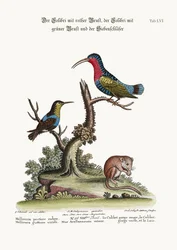 El Colibrí Pechirrojo, el Colibrí de Garganta Verde y el Lirón