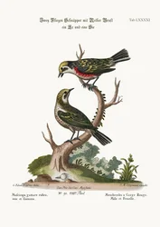 Los papamoscas de garganta roja, macho y hembra, 1749-73