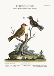 El jilguero amarillo y el colibrí de cola blanca, 1749-73
