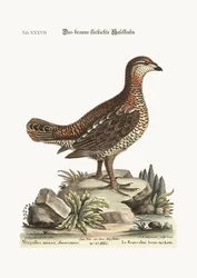 El gallo pardo y moteado, 1749-73