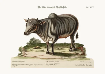 El pequeño búfalo indio, 1749-73