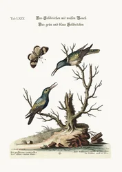 El Colibrí de Vientre Blanco. El Colibrí Verde y Azul, 1749-73