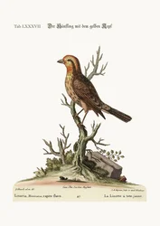 El jilguero de cabeza amarilla, 1749-73